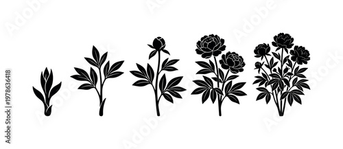 Peony plant stages including sprouting peony shoot, growing peony plant, budding peony stem, blooming peony plant, mature peony