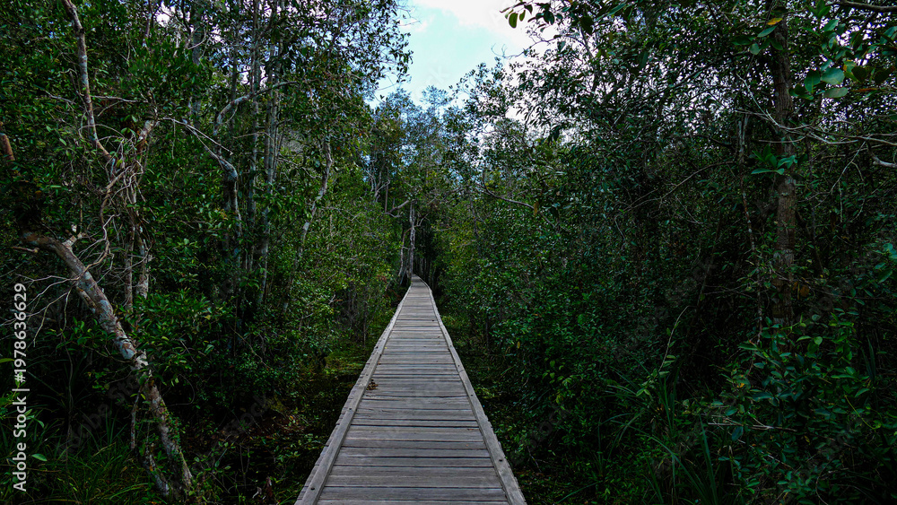 Fototapeta premium Tanjung Puting National Park Tropical Rainforest and River Landscape in Borneo