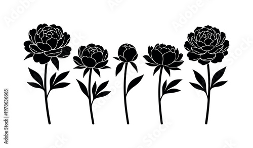 Peony stems with leaves including tall peony stem, curved peony stem, short peony stem, leafy peony branch, single peony stem