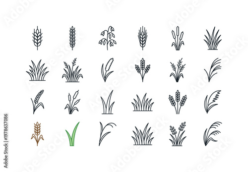 Meadow grasses with wild wheat, rye stalks, oat heads, barley spikes and delicate field grass varieties clean monoline outline