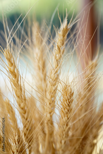 Ear of Rice for decoration,Dried wheat stalks in a glass jar are placed on a wooden table against a backdrop of a river.