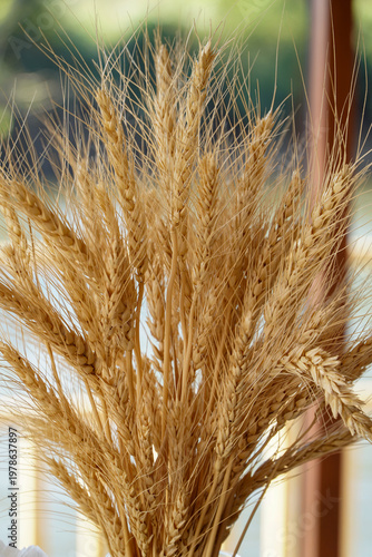 Ear of Rice for decoration,Dried wheat stalks in a glass jar are placed on a wooden table against a backdrop of a river.