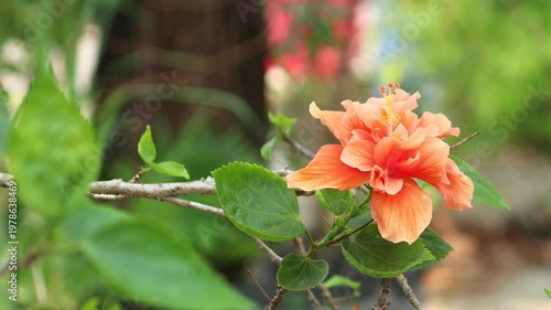 Orange   Hibiscus rosa-sinensis  Flower