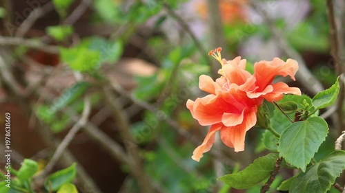 Orange   Hibiscus rosa-sinensis  Flower