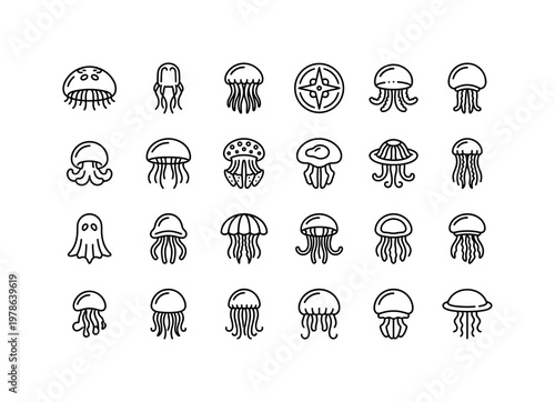 Ocean jellyfish species with moon jelly, box jellyfish, lion mane jellyfish, compass jellyfish and translucent bell shapes clean