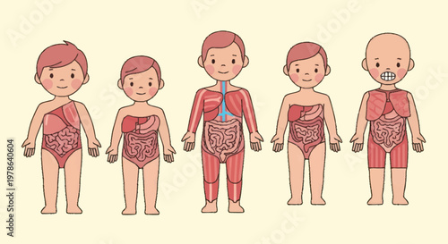 Childrens Anatomy Illustration Showing Internal Organs and Body Systems.