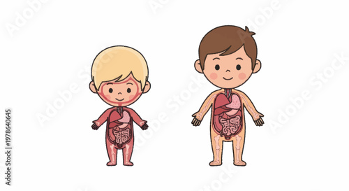 Childrens Anatomy Illustration Showing Internal Organs.