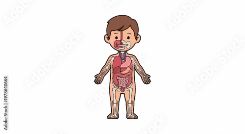 Illustration of a childs internal organs and skeletal system.
