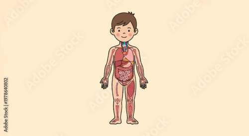 Illustration of a young boys internal anatomy and musculature.