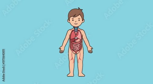 Illustration of a childs internal organs and skeletal system.
