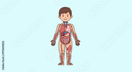 Illustration of a childs internal anatomy and organs.