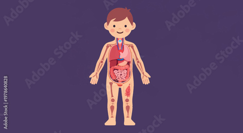 Illustration of human anatomy showing internal organs and skeletal system.