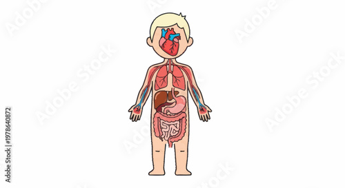 Diagram of Human Body Organs and Systems for Children.