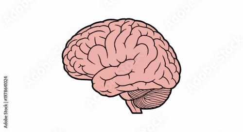 Illustration of a human brain with detailed lobes and cerebellum.
