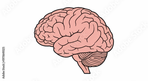 Detailed illustration of the human brain showing intricate details.