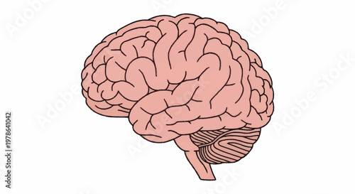 Human Brain Anatomy Illustration Side View Medical Science.