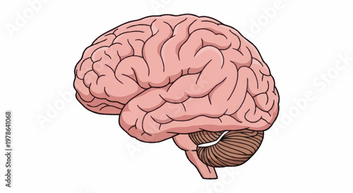 Human Brain Anatomy Illustration Side View.
