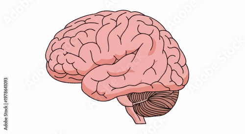 Human Brain Anatomy Illustration Side View.