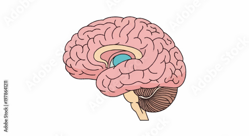 Detailed illustration of the human brain anatomy in profile view.