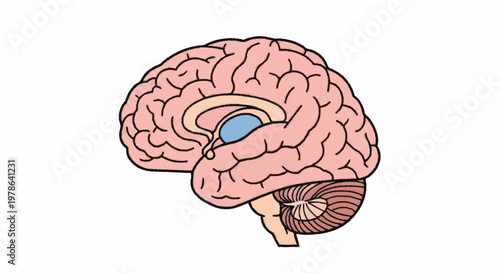 Human Brain Anatomy Illustration Medical Science.