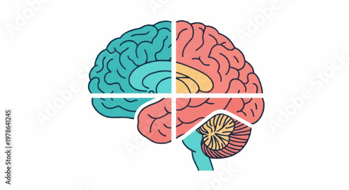 Human Brain Divided Into Four Sections For Medical Science.