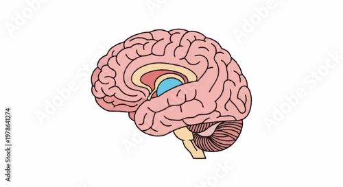 Detailed illustration of the human brain anatomy in profile view.
