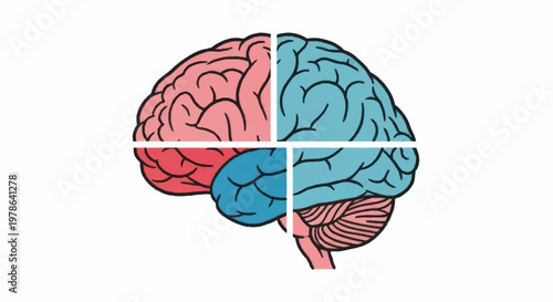 Human brain divided into four distinct colorful sections.