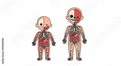Illustration of human anatomy showing skeleton and internal organs.