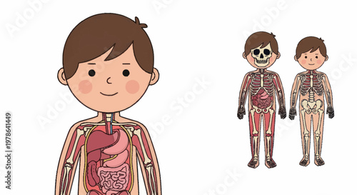 Illustration of a childs internal anatomy and skeletal system.