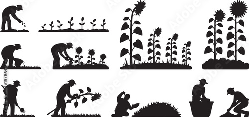 Sunflower farming harvest, growth, seeds, and field process black silhouettes collection. Silhouette  vector illustration with out background.