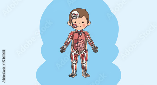 Illustration of a childs internal anatomy and skeletal system.