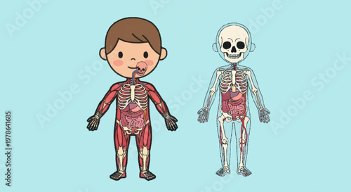 Human Anatomy Muscular System and Skeletal System Comparison.