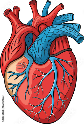 Anatomically correct human heart diagram, realistic structure with visible chambers and vascular connections, high-resolution vector artwork, clean and minimal composition, isolated on white backgroun