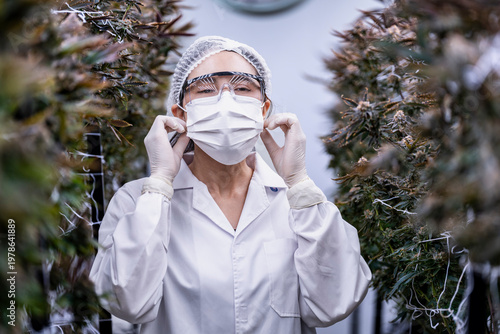Billede på lærred A scientist inspects cannabis plants in a controlled indoor farm for quality assurance and research