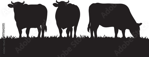 Three black cow silhouettes stand in a row, one grazing, in this farm animal illustration. Silhouette  vector illustration with out background.