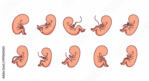 Human Fetal Development Stages Illustrated Sequence.
