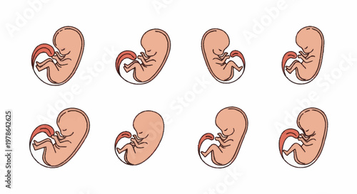 Stages of Human Fetal Development Illustrated.