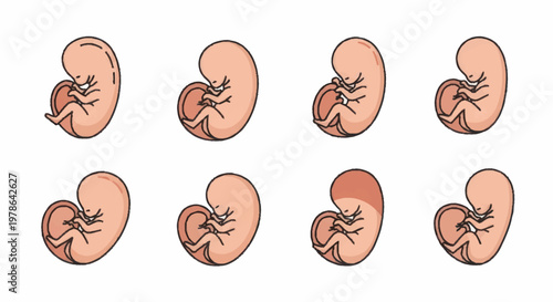 Stages of Fetal Development Kidney Shaped Illustrations.