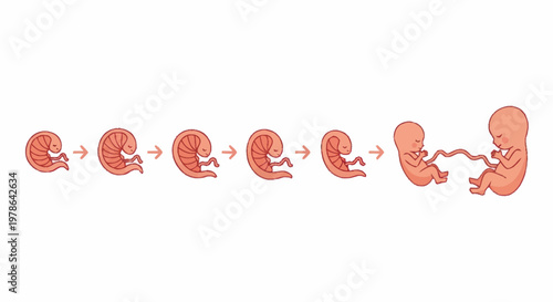 Human Embryonic Development Stages Illustrated Timeline.