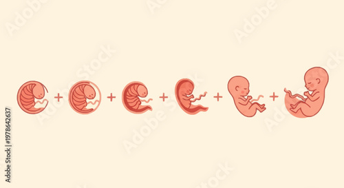 Stages of Human Fetal Development Illustrated.
