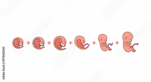Stages of Human Embryonic Development Illustrated.
