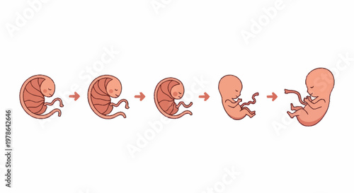 Human Embryonic Development Stages Illustration.