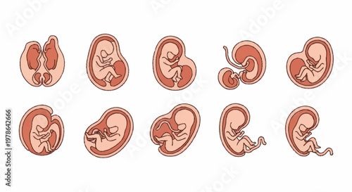 Stages of Human Fetal Development Illustrated.