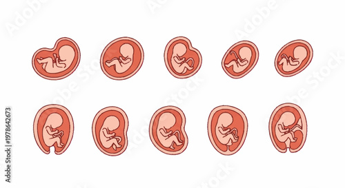 Stages of Human Fetal Development Illustrated.