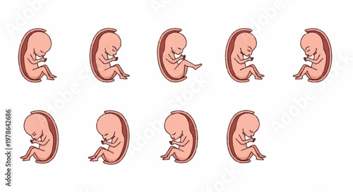 Stages of Fetal Development in the Womb.