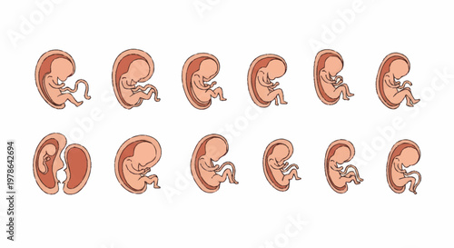 Stages of Human Fetal Development Illustrated.