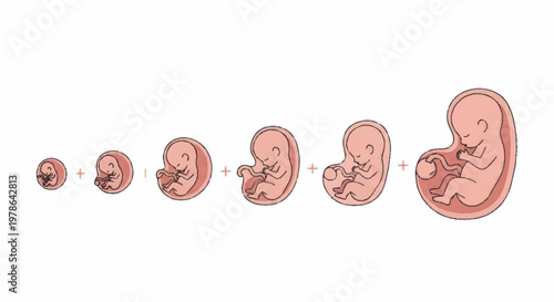 Human Fetal Development Stages Illustration.
