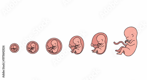 Human Fetal Development Stages From Conception To Birth.