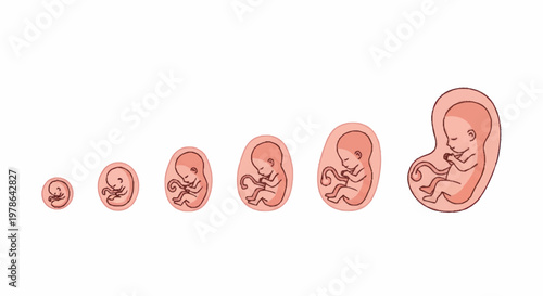 Human Fetal Development Stages From Conception To Birth.