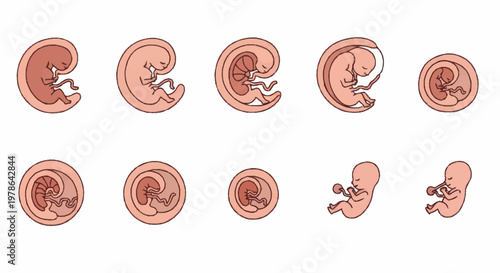 Stages of Human Embryonic and Fetal Development.